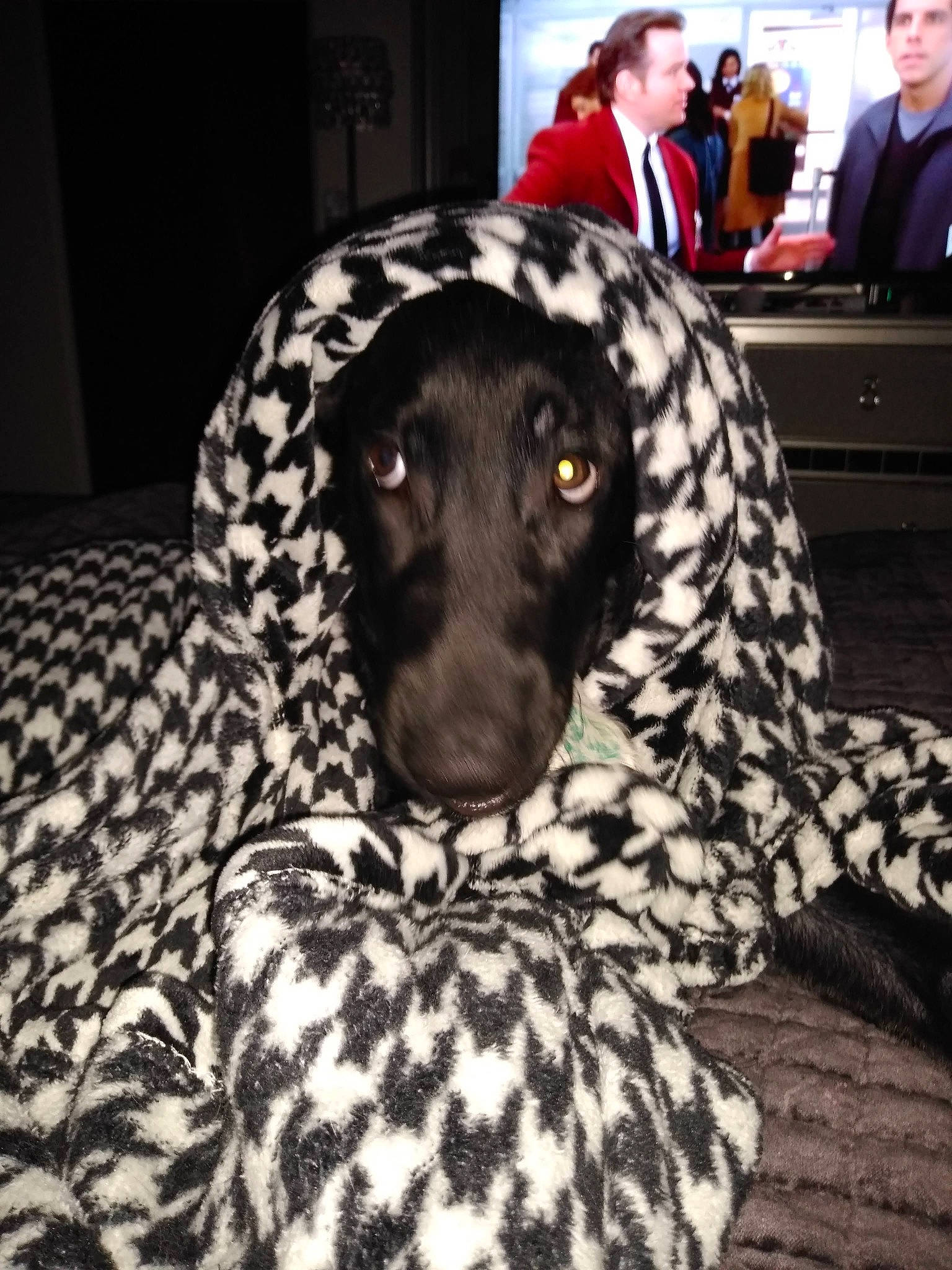 Xerxes is registered to the contest to win money with this photo: braque_dauvergne, canidae, carnivore, companion_dog, dog, dog_breed, german_shorthaired_pointer, mammal, sporting_group, vertebrate