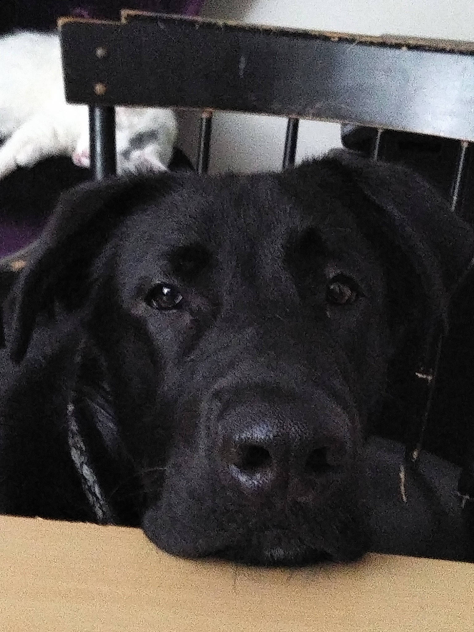 Xerxes is registered to the contest to win money with this photo: beagador, black, borador, canidae, carnivore, dog, dog_breed, flat_coated_retriever, labrador_retriever, mammal, nose, patterdale_terrier, pointing_breed, retriever, snout, sporting_group, vertebrate