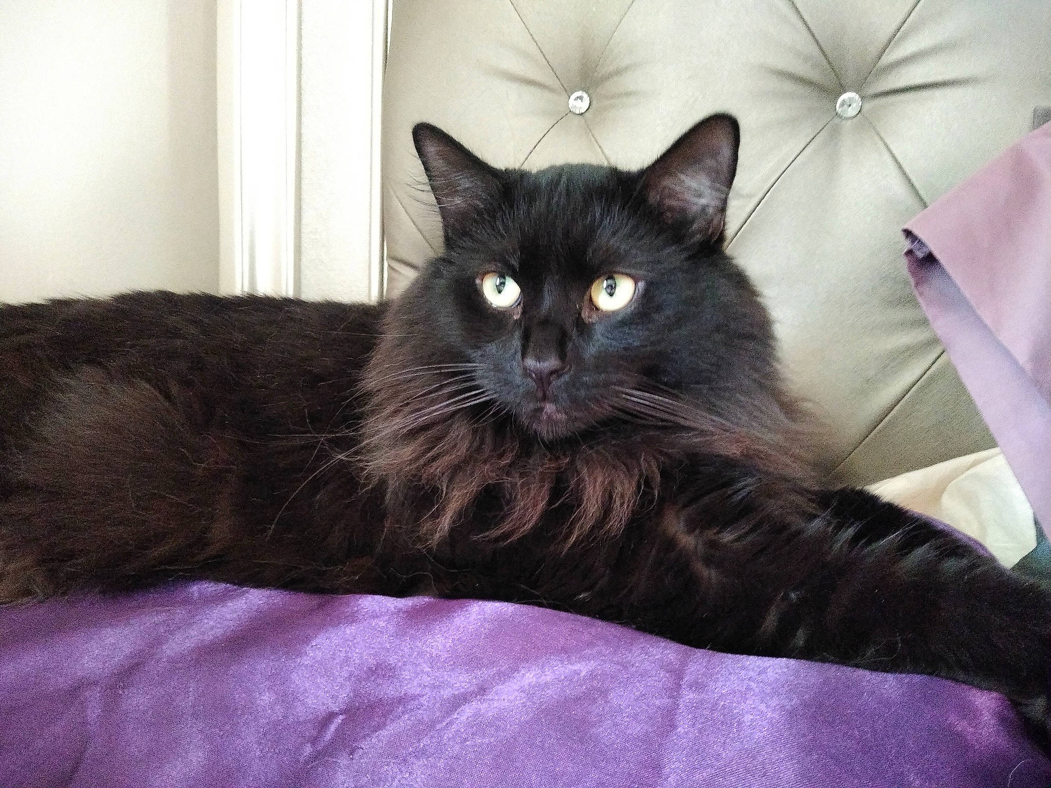 Ezio is registered to the contest to win money with this photo: asian, bed, black_cat, carnivore, cat, domestic_long_haired_cat, domestic_short_haired_cat, eye, felidae, fur, furniture, kitten, mammal, nebelung, norwegian_forest_cat, small_to_medium_sized_cats, tail, vertebrate, whiskers