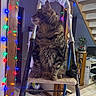 animal, cat, cds, christmas_lights, cozy, decor, domestic, feline, floor_tiles, furniture, houseplant, indoor, ladder, lighting, pet, plant, shelf, stairs, tabby_cat, wooden_beam