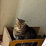 Félix participe au concours pour gagner de l'argent avec cette photo : brown, cardboard_box, cat, cozy, curious, ears, feline, floor, home, indoor, looking_down, pet, scratcher, shadow, sitting, striped, tabby, toy, wall, whiskers