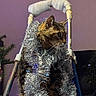 Félix participe au concours pour gagner de l'argent avec cette photo : animal, cat, christmas_tree, closeup, curious, decorations, feline, festive, furniture, holiday, indoor, metal, ornaments, pet, shiny, step_ladder, tabby_cat, tinsel, whiskers, wood