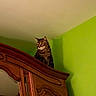 animal, brown, cat, ceiling, curious, domestic_cat, furniture, green_wall, high_perch, home, indoor, looking_away, orange_eyes, pet, quiet, room, shadow, still_life, tabby_cat, wooden_wardrobe