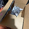 Jewels joined the competition — help win amazing prizes! cat, gray_cat, cardboard_box, pet, animal, feline, whiskers, green_eyes, wide_eyed, curious, funny, indoors, floor, wooden_floor, packaging, shipping_box, amazon_box, portrait, close_up, playful