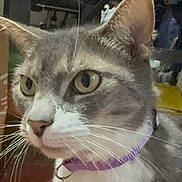 Jewels joined the competition — help win amazing prizes! cat, gray_cat, white_fur, pet, animal, portrait, close_up, whiskers, green_eyes, pointed_ears, collar, purple_collar, tag, fur, indoor, home, workshop, cluttered_background, sitting, alert