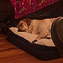 Maze joined the competition — help win amazing prizes! animal, canine, dog, dogbed, pet