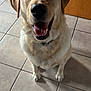 Maze is registered to the contest to win money with this photo: accessories, animal, beagle, bodypart, canine, dog, flagstone, goldenretriever, hound, labradorretriever, mouth, path, person, pet, puppy, slate, strap, tile, walkway, whitedog