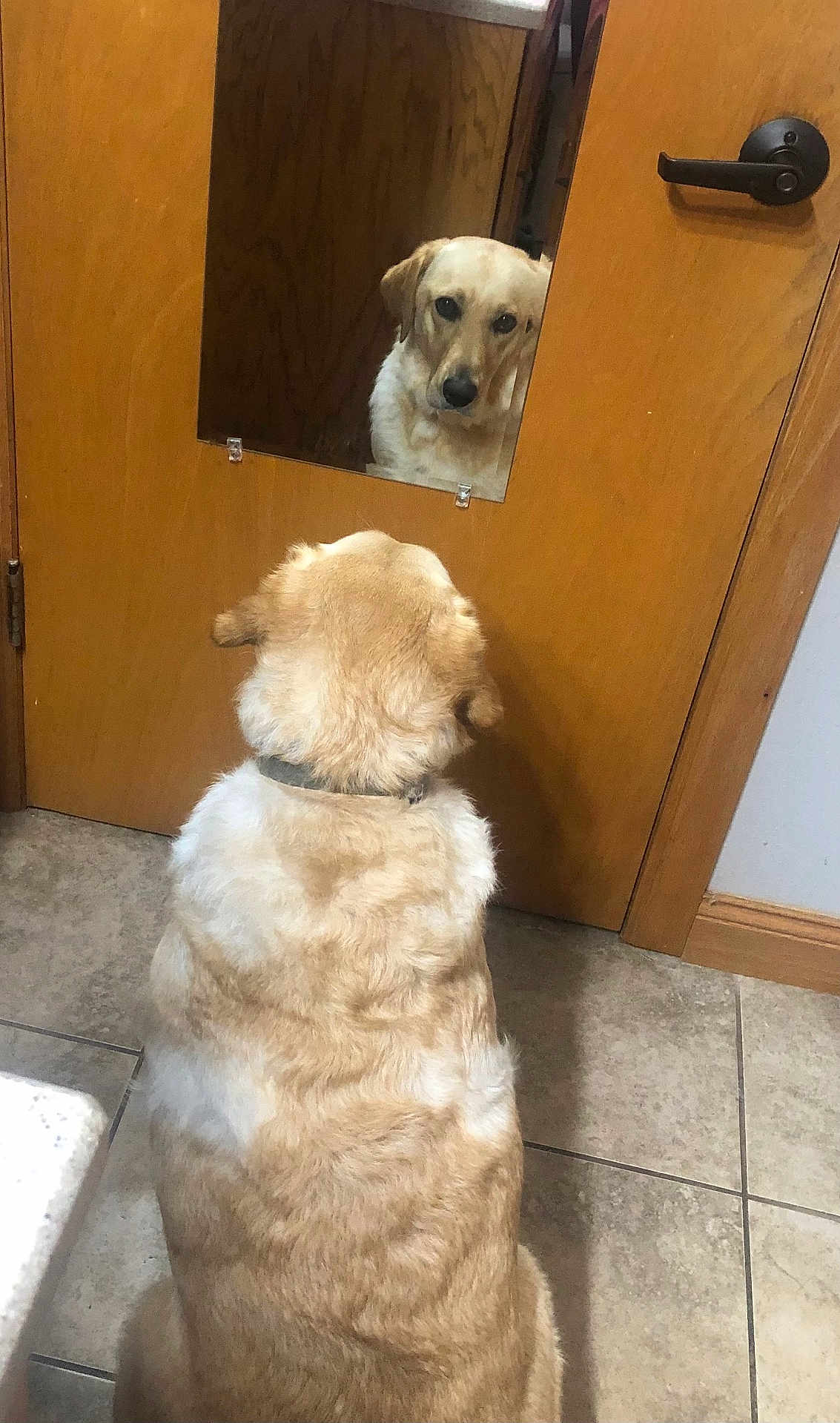 Maze is registered to the contest to win money with this photo: animal, architecture, bear, building, canine, cockerspaniel, dog, door, goldenretriever, hardwood, hound, indoors, interiordesign, labradorretriever, outdoors, pet, plywood, puppy, shelter, wood