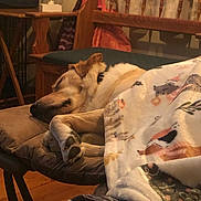 Maze is registered to the contest to win money with this photo: animal, bed, blanket, canine, chair, couch, crib, cushion, dog, furniture, homedecor, hound, indoors, infantbed, interiordesign, person, pet, puppy, quilt, sleeping