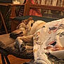 animal, bed, blanket, canine, chair, couch, crib, cushion, dog, furniture, homedecor, hound, indoors, infantbed, interiordesign, person, pet, puppy, quilt, sleeping