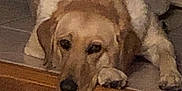 Maze is registered to the contest to win money with this photo: animal, beagle, canine, dog, goldenretriever, greatdane, hound, labradorretriever, person, pet, puppy, sleeping, snout, wood