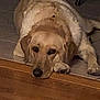animal, beagle, canine, dog, goldenretriever, greatdane, hound, labradorretriever, person, pet, puppy, sleeping, snout, wood