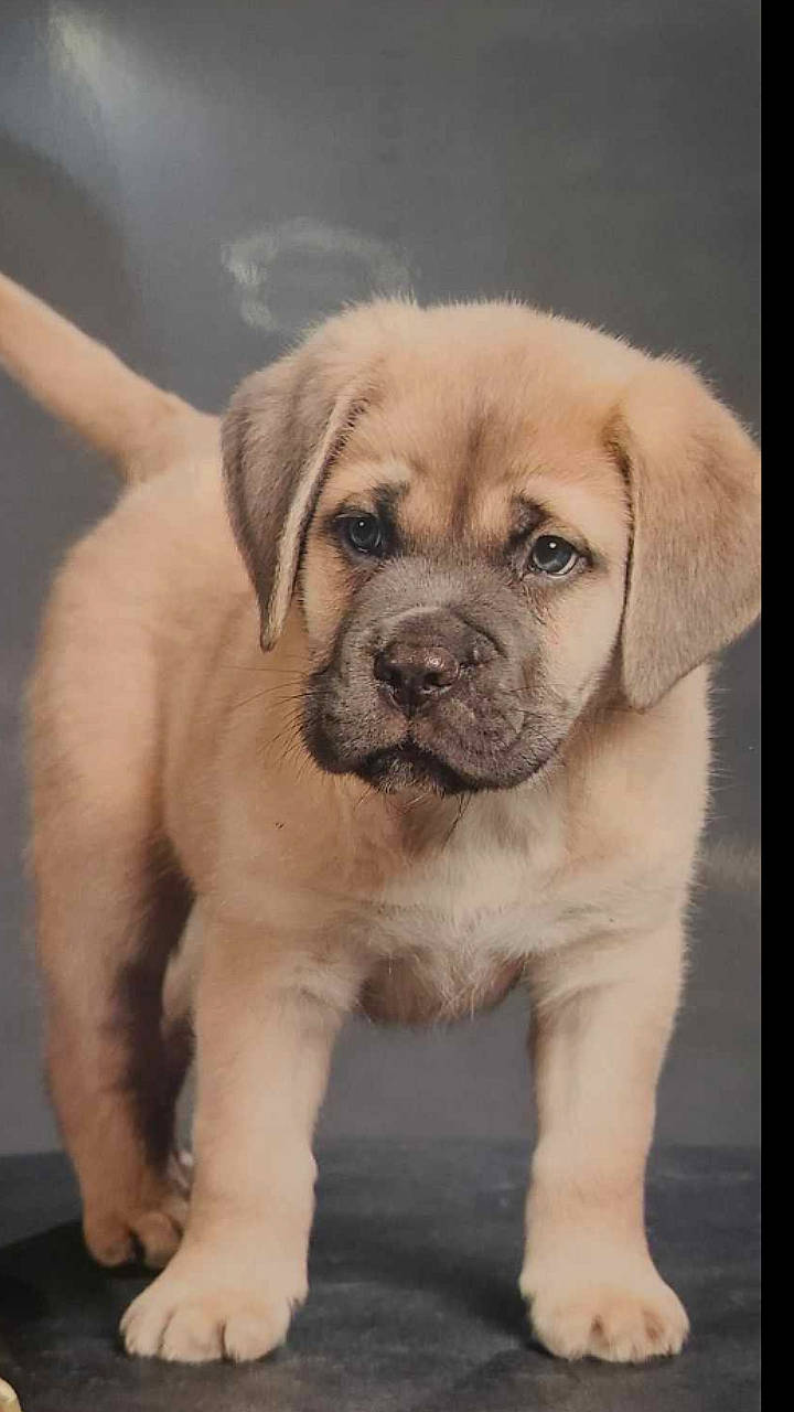 Uber a rejoint le concours — aidez-le/la à gagner de superbes lots ! ancient_dog_breeds, canidae, carnivore, companion_dog, dog, dog_breed, door, fawn, fur, non_sporting_group, snout, sporting_group, whiskers, window, working_animal, working_dog, wrinkle