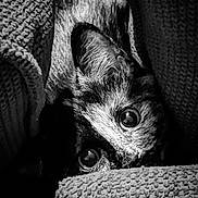 Naïa a rejoint le concours — aidez-le/la à gagner de superbes lots ! animal, black_and_white, blanket, close_up, cozy, curious, cute, dog, eyes, face, fur, indoors, peeking, pet, portrait, resting, snuggle, soft, texture, warm
