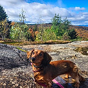 Roxy joined the competition — help win amazing prizes! dog, dachshund, outdoor, rock, leash, forest, trees, sky, clouds, nature, autumn, fall, animal, pet, canine, small_dog, sunlight, landscape, scenic, adventure