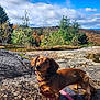 dog, dachshund, outdoor, rock, leash, forest, trees, sky, clouds, nature, autumn, fall, animal, pet, canine, small_dog, sunlight, landscape, scenic, adventure