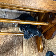 Avjade joined the competition — help win amazing prizes! animal, black, curious, cute, dog, floor, footwear, fur, furniture, home, indoor, looking_up, pet, puppy, resting, shoe, small, tan, wooden_chair, wooden_floor