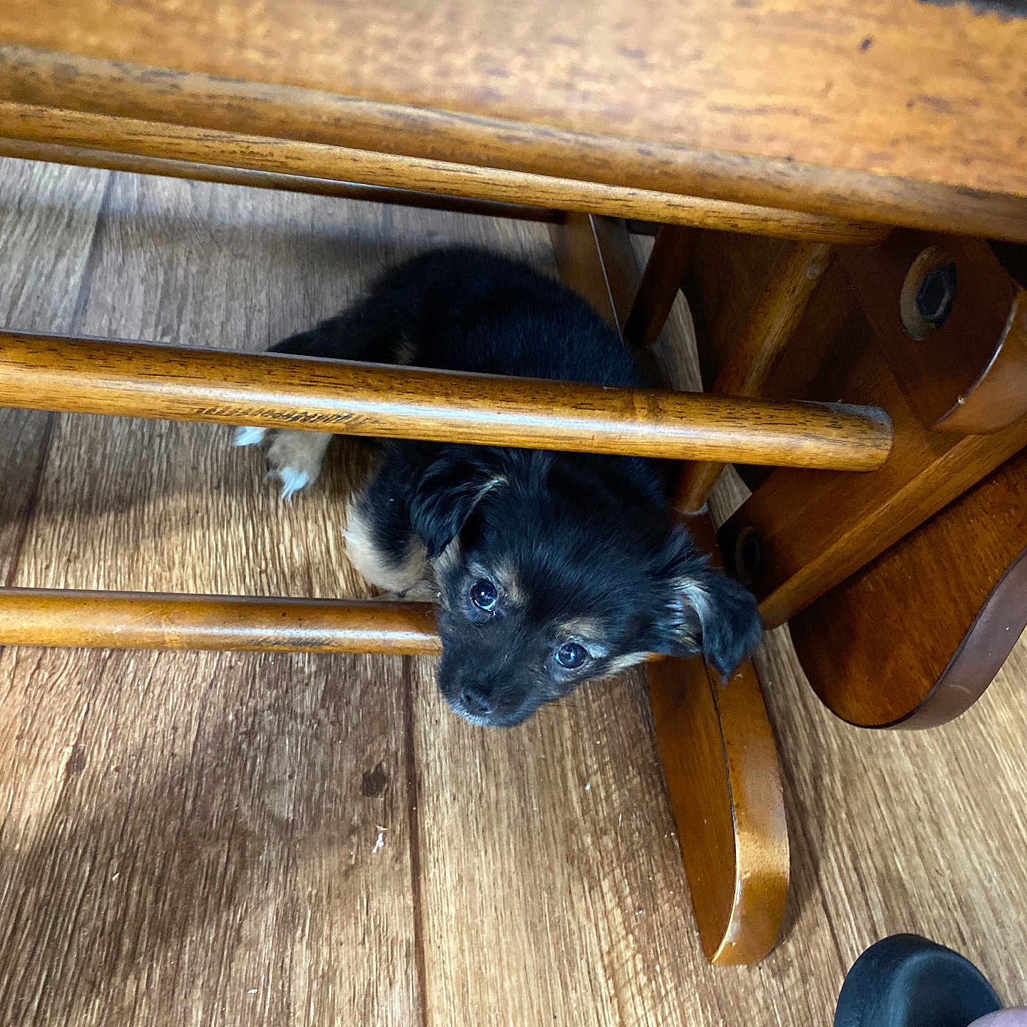 Avjade joined the competition — help win amazing prizes! animal, black, curious, cute, dog, floor, footwear, fur, furniture, home, indoor, looking_up, pet, puppy, resting, shoe, small, tan, wooden_chair, wooden_floor