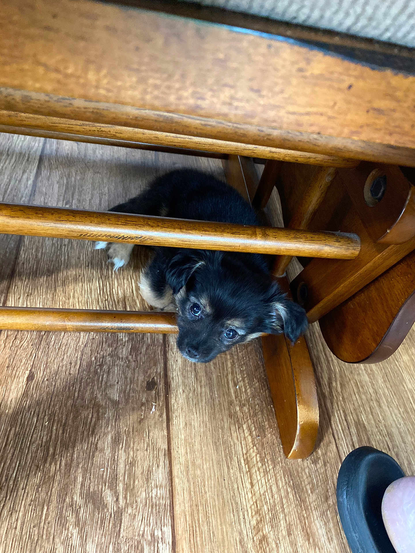 Avjade joined the competition — help win amazing prizes! animal, black, curious, cute, dog, floor, footwear, fur, furniture, home, indoor, looking_up, pet, puppy, resting, shoe, small, tan, wooden_chair, wooden_floor