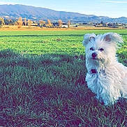 Neva participe au concours pour gagner de l'argent avec cette photo : cairn_terrier, carnivoran, companion_dog, dog, dog_breed, dog_like_mammal, field, grass, grass_family, grassland, havanese, maltese, meadow, prairie, sporting_lucas_terrier, terrier, vulnerable_native_breeds, west_highland_white_terrier