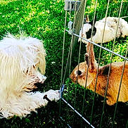 Mimi participe au concours pour gagner de l'argent avec cette photo : dog_breed, grass, snout