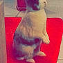 Mimi participe au concours pour gagner de l'argent avec cette photo :