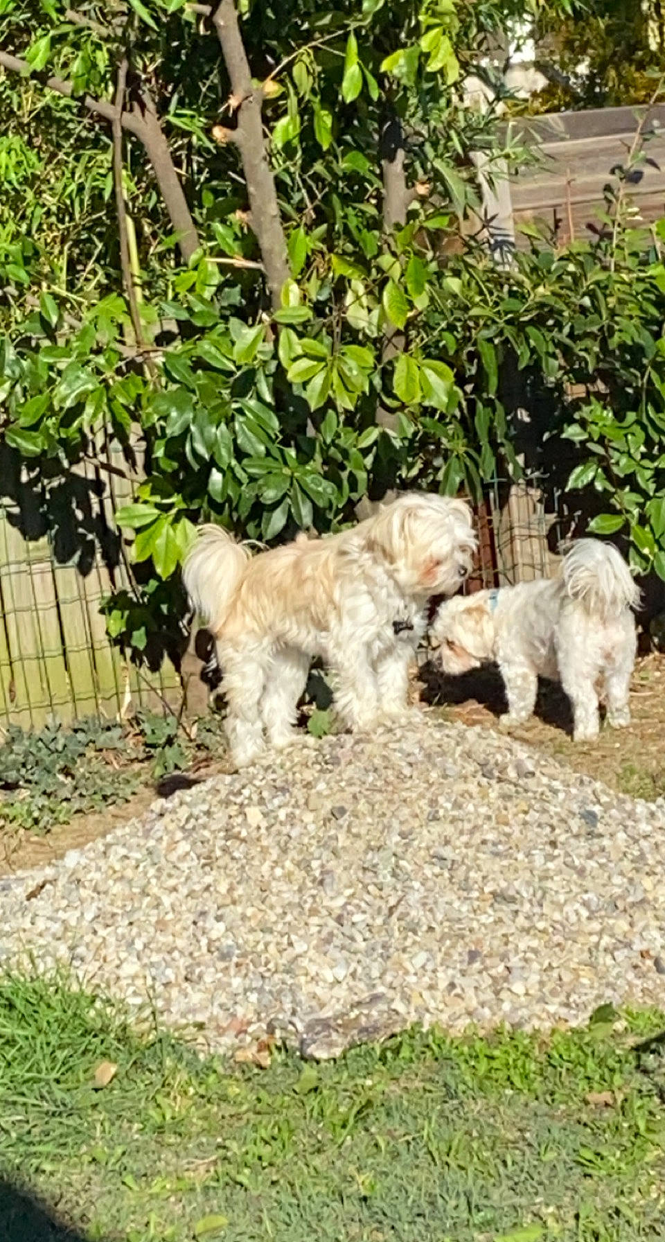 Nina Et Lady a rejoint le concours — aidez-le/la à gagner de superbes lots ! briquet_griffon_vendeen, canidae, carnivore, cavapoo, companion_dog, dog, dog_breed, garden, maltepoo, mammal, mesh, shrub, small_terrier, sporting_group, terrier, toy_dog, water_dog, wire_fencing, working_animal, yard