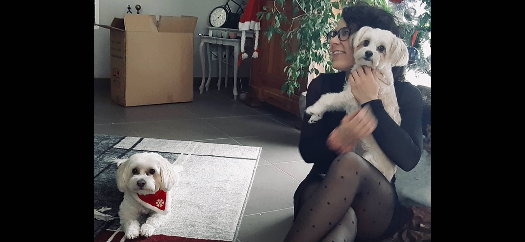Nina Et Lady participe au concours pour gagner de l'argent avec cette photo : bichon, canidae, carnivore, companion_dog, dog, dog_breed, floor, fur, maltepoo, mammal, organism, puppy, small_terrier, snout, sporting_group, terrier, toy_dog, vertebrate, wall_clock, working_animal