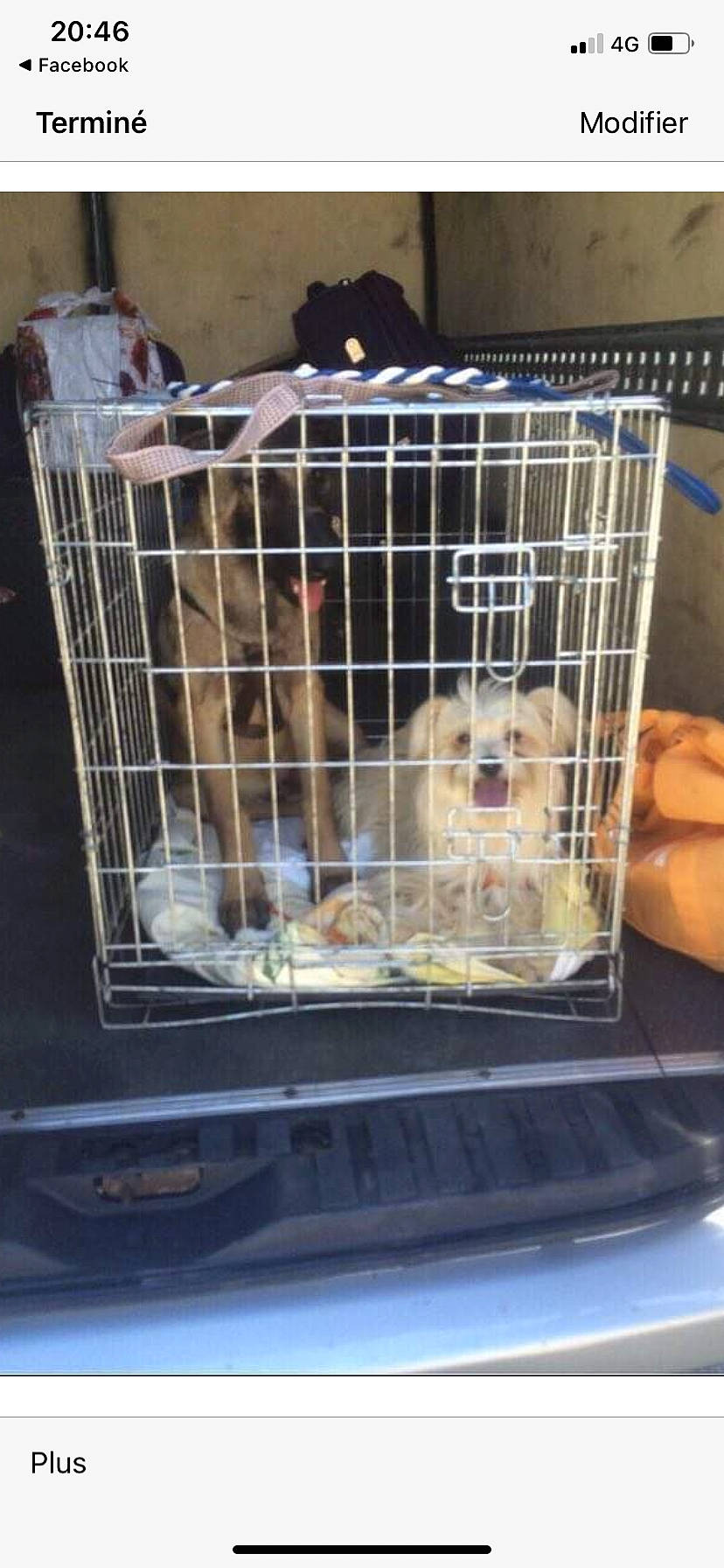 Nina Et Lady a rejoint le concours — aidez-le/la à gagner de superbes lots ! animal_feed, animal_shelter, cage, canidae, carnivore, dog, dog_breed, dog_crate, dog_supply, kennel, pet_food, pet_supply, service, vertebrate