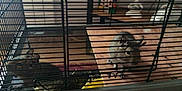 Chulo Et Pago participe au concours pour gagner de l'argent avec cette photo :