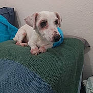 Gipsy participe au concours pour gagner de l'argent avec cette photo : dog, small_dog, white_dog, brown_spots, pet, indoor, blanket, knitted_blanket, green_blanket, blue_blanket, resting, cute, animal, canine, fur, paw, ears, snout, wall, calm