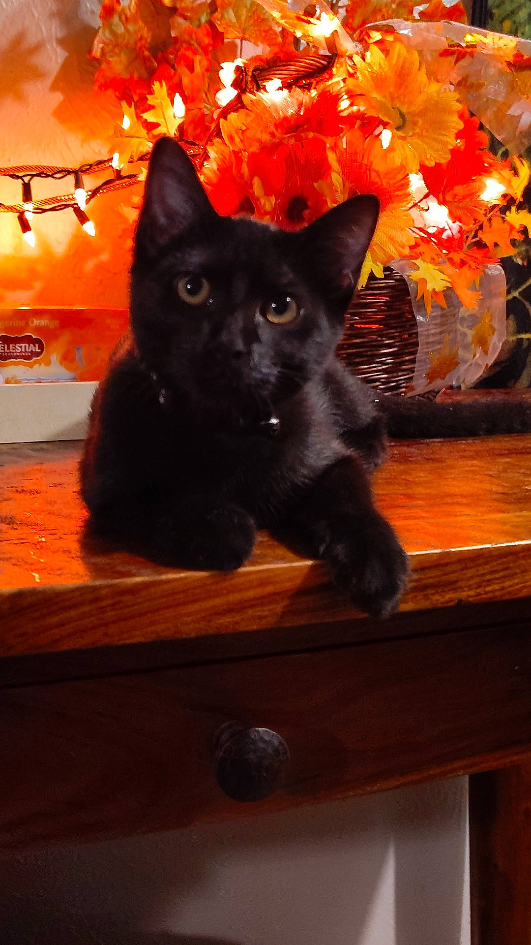 Ninja Kitty