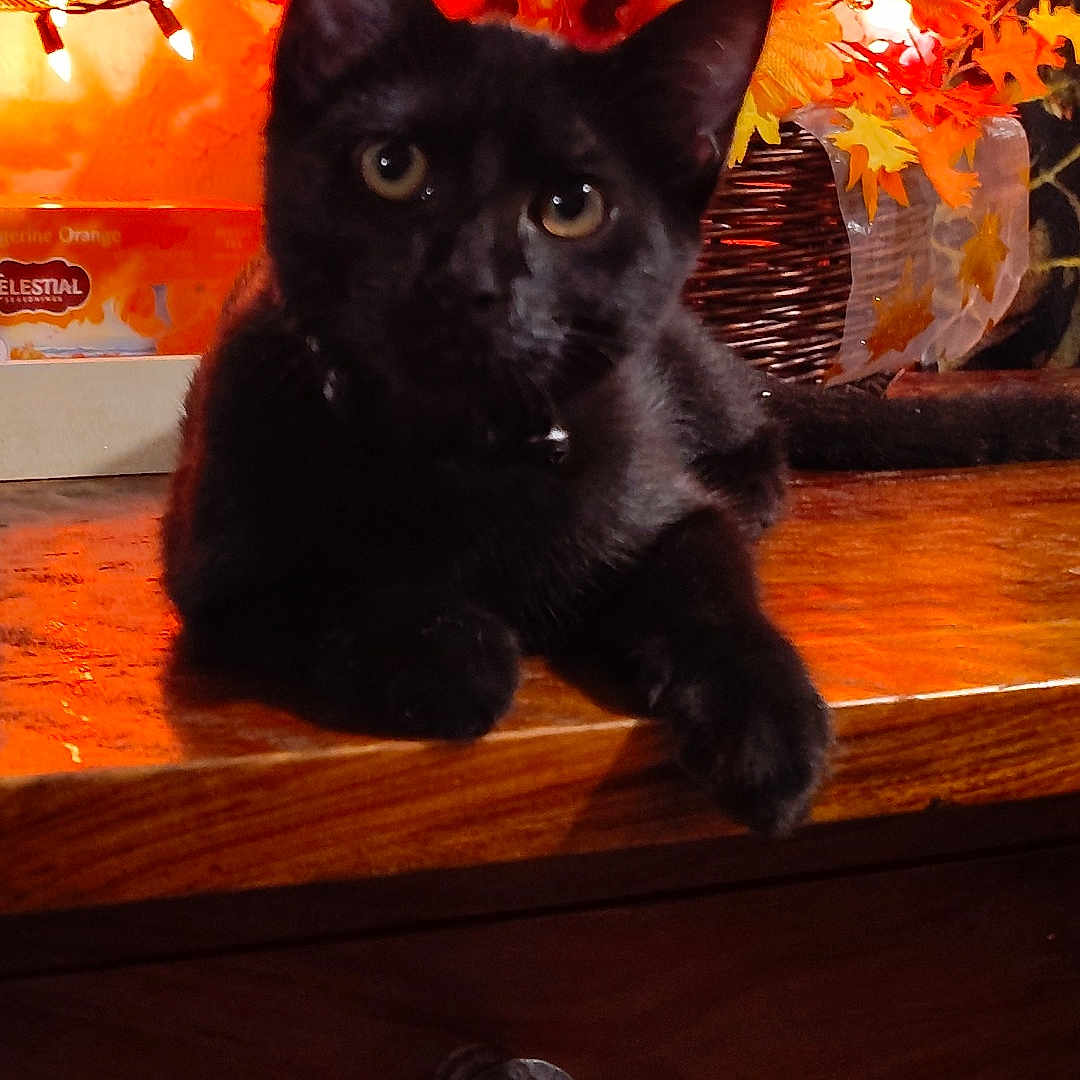 Ninja Kitty