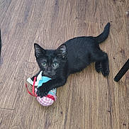 Ninja Kitty joined the competition — help win amazing prizes! animal, black_cat, cat, colorful_toy, cute, feline, green_eyes, home, indoor, kitten, lying_down, paws, pet, photography, playful, playing, tail, toy, whiskers, wooden_floor