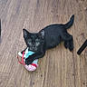animal, black_cat, cat, colorful_toy, cute, feline, green_eyes, home, indoor, kitten, lying_down, paws, pet, photography, playful, playing, tail, toy, whiskers, wooden_floor