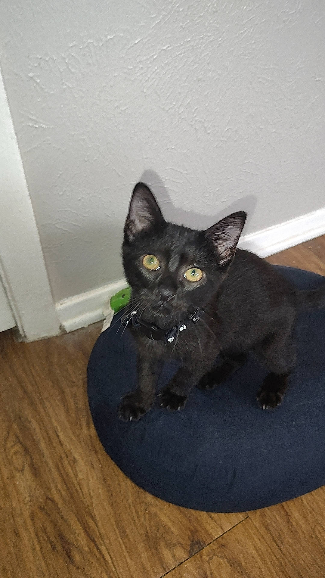 Ninja Kitty joined the competition — help win amazing prizes! alert, animal, baseboard, black_cat, cat, collar, cushion, cute, feline, green_eyes, hardwood_floor, home, indoor, pet, photography, pointed_ears, portrait, sitting, wall, whiskers