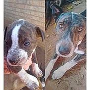 Buster Brown is registered to the contest to win money with this photo: adult_dog, animal, brick_wall, brindle_coat, canine, closeup, cute, dirt, dog, domestic_animal, ears, eyes, fur, hand, outdoor, pet, portrait, puppy, snout, young_dog