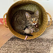 Yume participe au concours pour gagner de l'argent avec cette photo : cat, kitten, tabby, basket, toy_mouse, indoor, carpet, floor, curious, pet, animal, feline, cute, cozy, woven_basket, playful, fur, ears, whiskers, tail