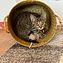 cat, kitten, tabby, basket, toy_mouse, indoor, carpet, floor, curious, pet, animal, feline, cute, cozy, woven_basket, playful, fur, ears, whiskers, tail