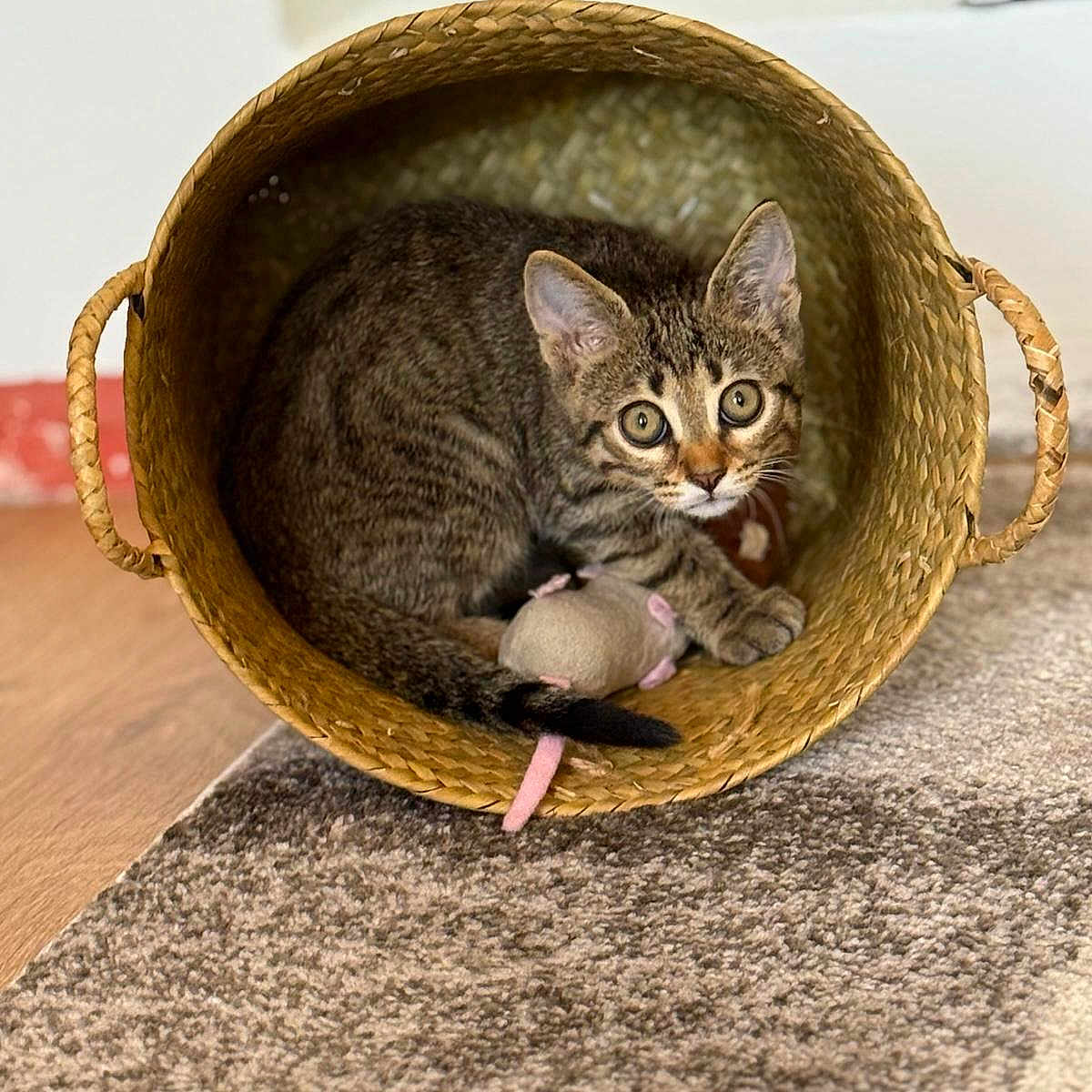 Yume participe au concours pour gagner de l'argent avec cette photo : animal, basket, carpet, cat, cozy, curious, cute, ears, feline, floor, fur, indoor, kitten, pet, playful, tabby, tail, toy_mouse, whiskers, woven_basket