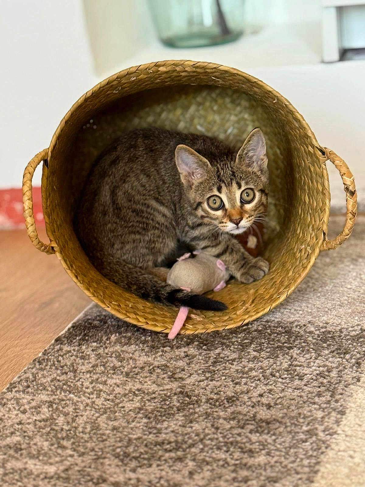 Yume participe au concours pour gagner de l'argent avec cette photo : cat, kitten, tabby, basket, toy_mouse, indoor, carpet, floor, curious, pet, animal, feline, cute, cozy, woven_basket, playful, fur, ears, whiskers, tail