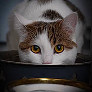 Stitch participe au concours pour gagner de l'argent avec cette photo : animal, brown_fur, cat, close_up, curious, cute, domestic_cat, eating, feline, focused, food_bowl, fur, golden_eyes, indoor, pet, portrait, soft_light, tabby, whiskers, white_fur