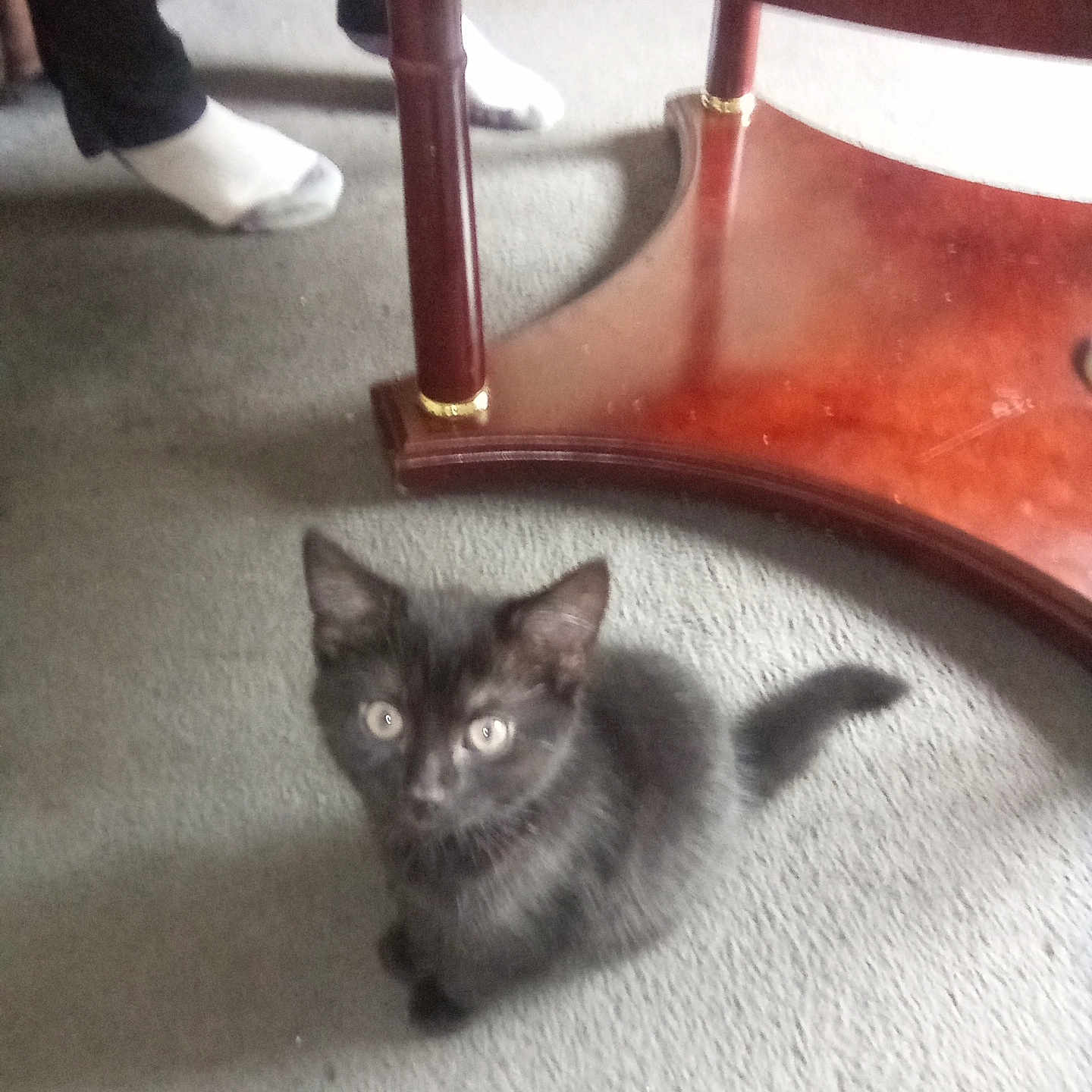 Majik is registered to the contest to win money with this photo: animal, black_cat, carpet, cozy, curious, cute, feet, floor, furniture, furry, home, indoor, kitten, looking_up, person, pet, small, socks, table_leg, young