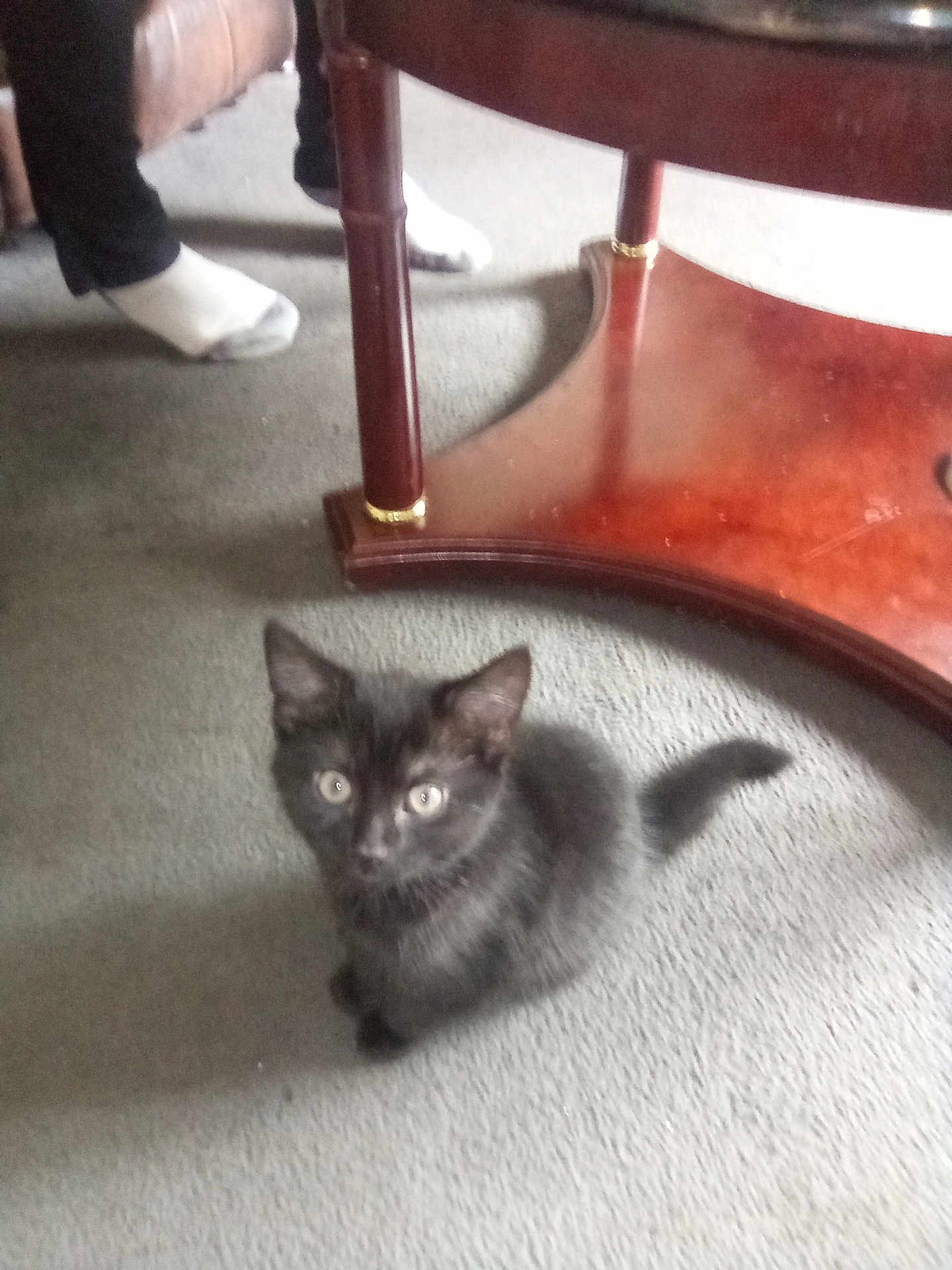 Majik is registered to the contest to win money with this photo: kitten, black_cat, pet, carpet, floor, table_leg, furniture, indoor, curious, animal, small, young, socks, feet, person, cozy, home, cute, furry, looking_up