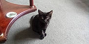 Majik joined the competition — help win amazing prizes! black_kitten, cat, carpet, floor, wooden_table, marble_top, chair, indoor, pet, animal, furniture, curious, small, cute, domestic, young, playful, cozy, sitting, eyes