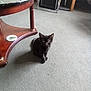 Majik joined the competition — help win amazing prizes! black_kitten, cat, indoor, carpet, wooden_table, marble_top, furniture, pet, animal, small, cute, floor, living_room, domestic, young, sitting, gray_carpet, cozy, curious, home