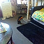 Majik is registered to the contest to win money with this photo: cat, toy, cat_tree, rug, bed, blanket, television, furniture, carpet, table, drapes, window, pet_bowls, cabinet, indoor, living_room, black_cat, blur, carpeted_floor, room