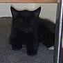 black_cat, cat, animal, pet, feline, indoor, lying_down, gray_surface, blurry, grainy, dark, ears, whiskers, resting, quiet, shadow, soft_light, fuzzy, domestic_cat, cute