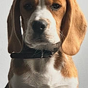 Vegas participe au concours pour gagner de l'argent avec cette photo : animal, beagle, brown, canine, closeup, collar, companion, cute, dog, domestic, ears, expression, face, fur, indoor, muzzle, pet, portrait, sitting, white