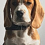 animal, beagle, brown, canine, closeup, collar, companion, cute, dog, domestic, ears, expression, face, fur, indoor, muzzle, pet, portrait, sitting, white